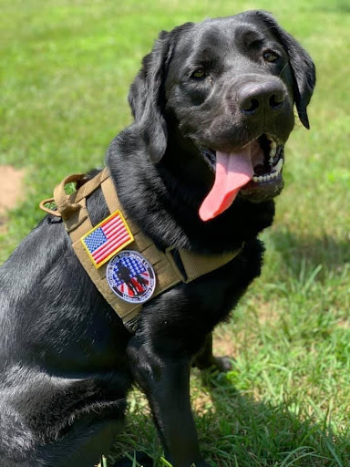 Pace American | Blog Post | Veteran Support Dog - PACE | Picture of Kilo the service dog